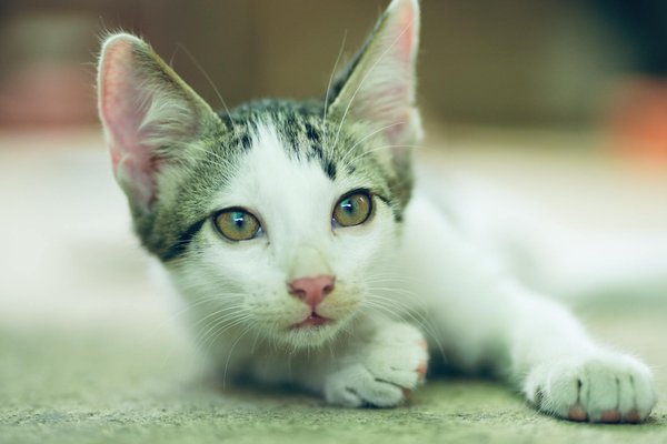 Welche Tiere haben die komplexesten Beziehungen zu ihren Artgenossen?